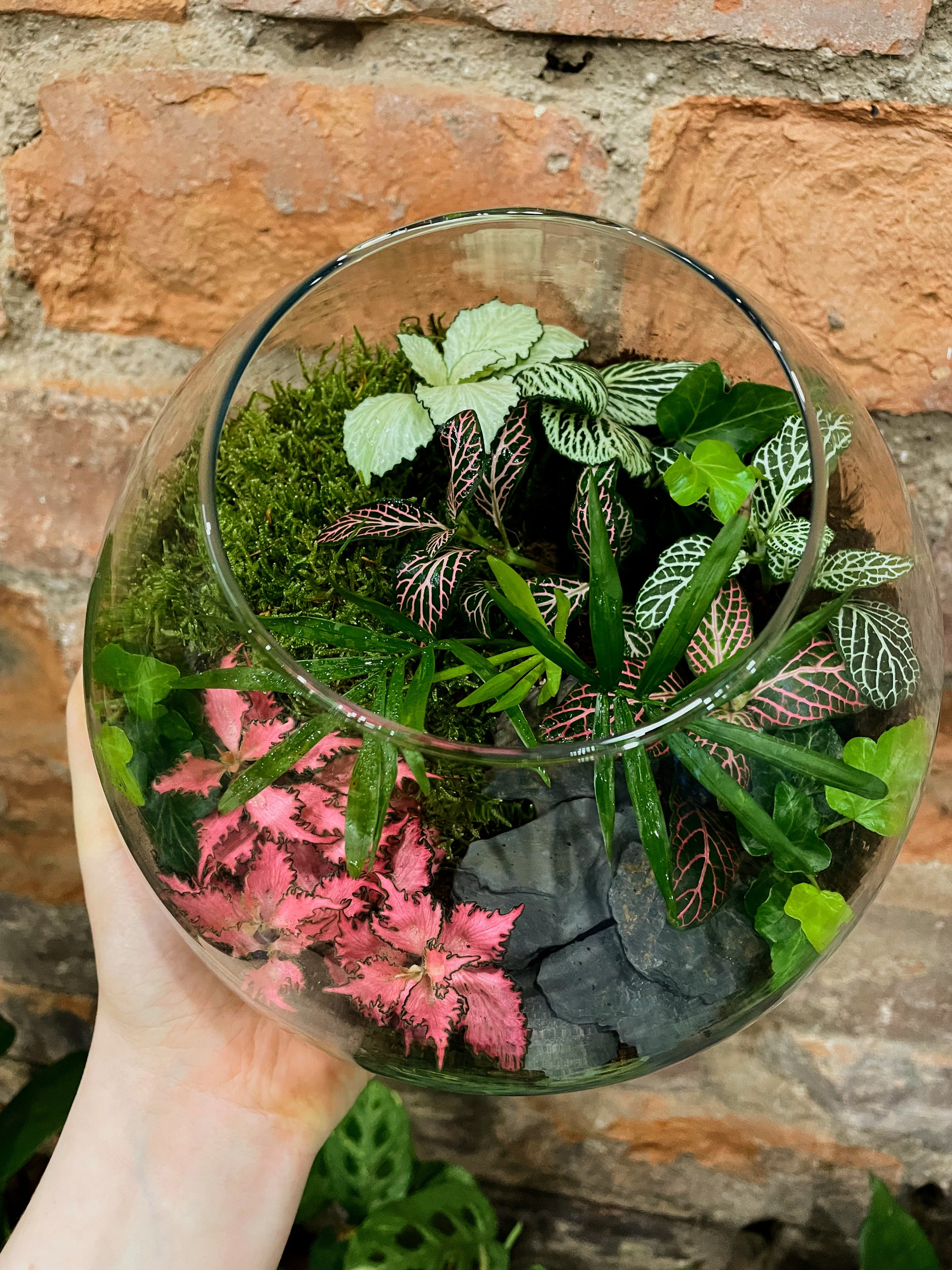 Terrarium Sale #2 | Glasgow PlantMama