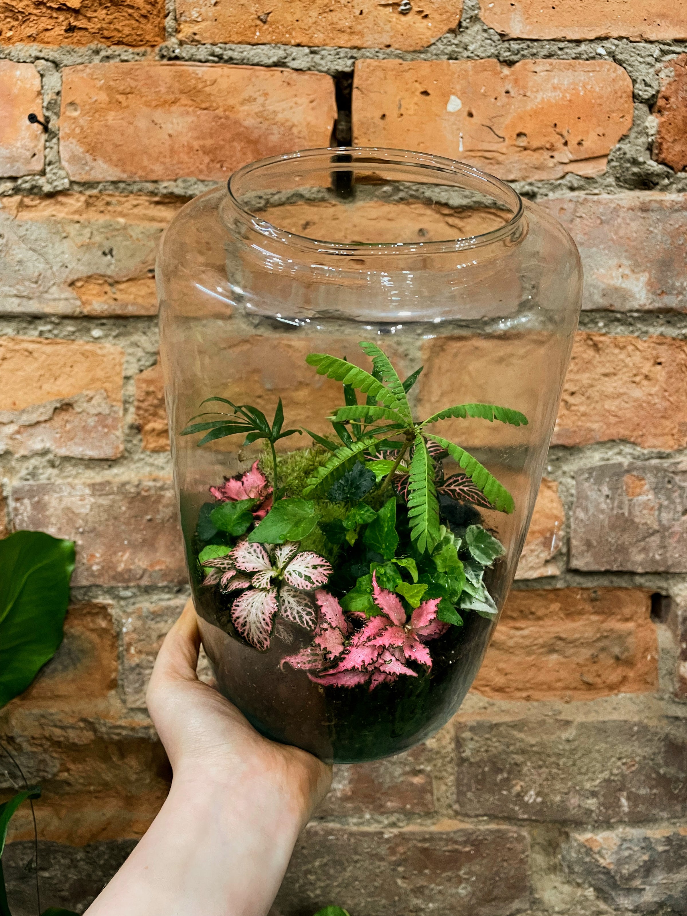 Terrarium Sale #7 | Glasgow PlantMama