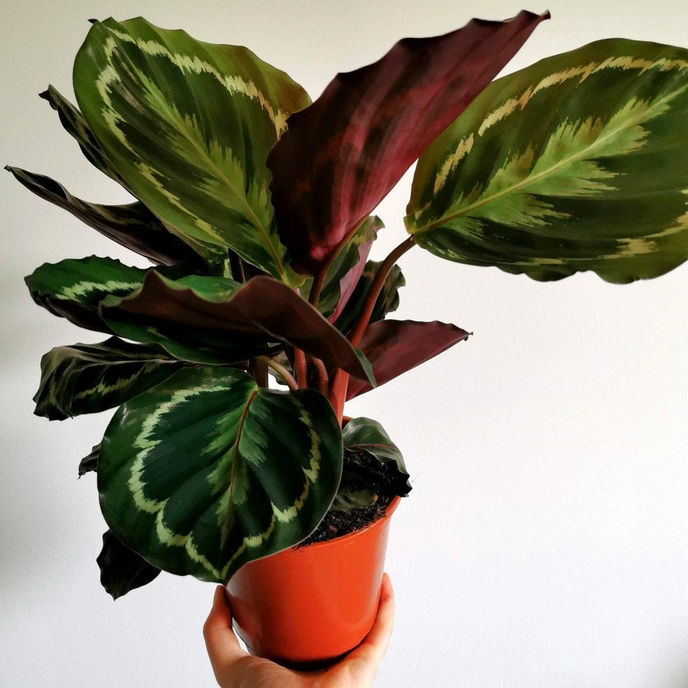 Calathea Medallion Glasgow PlantMama