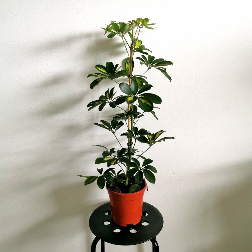 Variegated Umbrella Plant (Large) Glasgow PlantMama