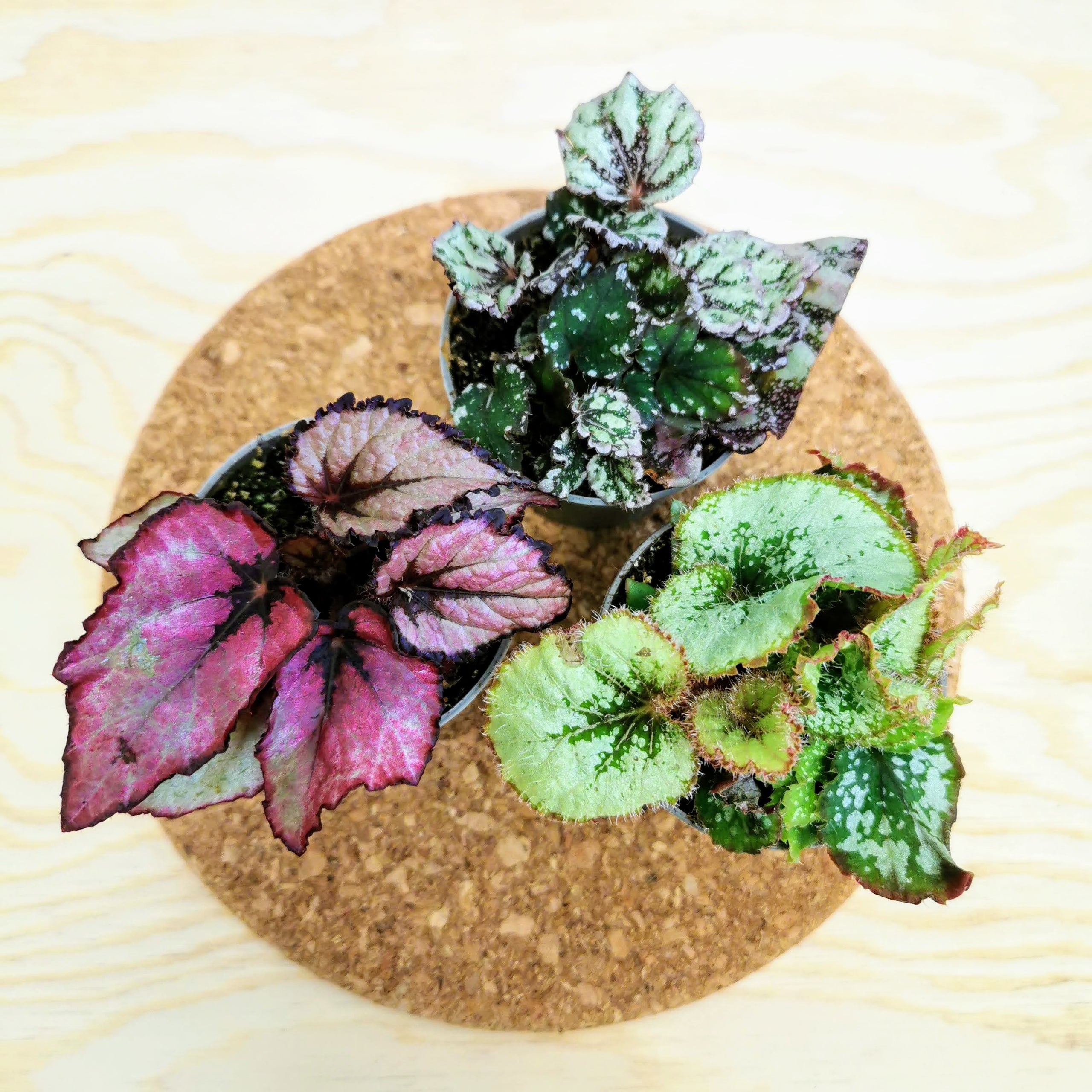 Begonia Mix Glasgow PlantMama