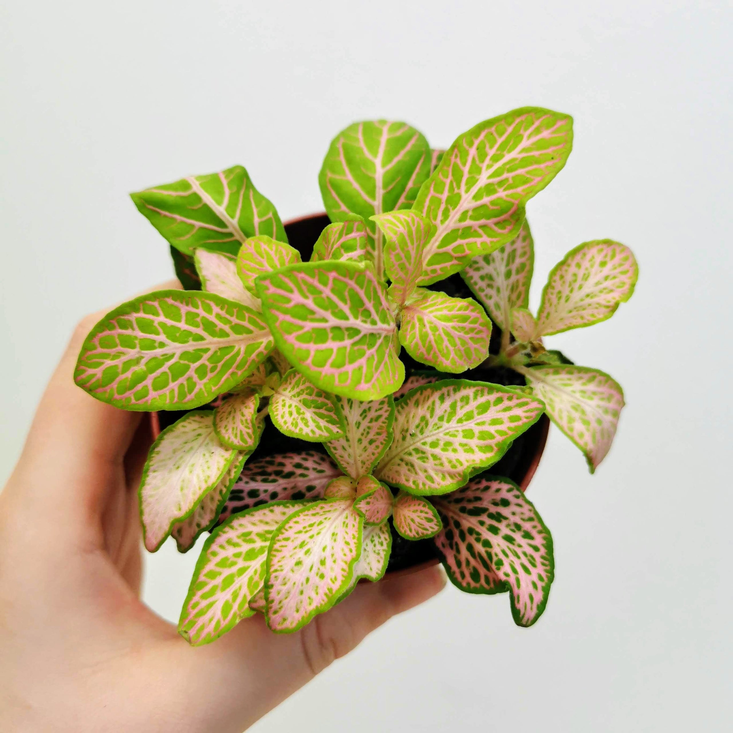 Nerve Plant (Pink) (Mini) Glasgow PlantMama