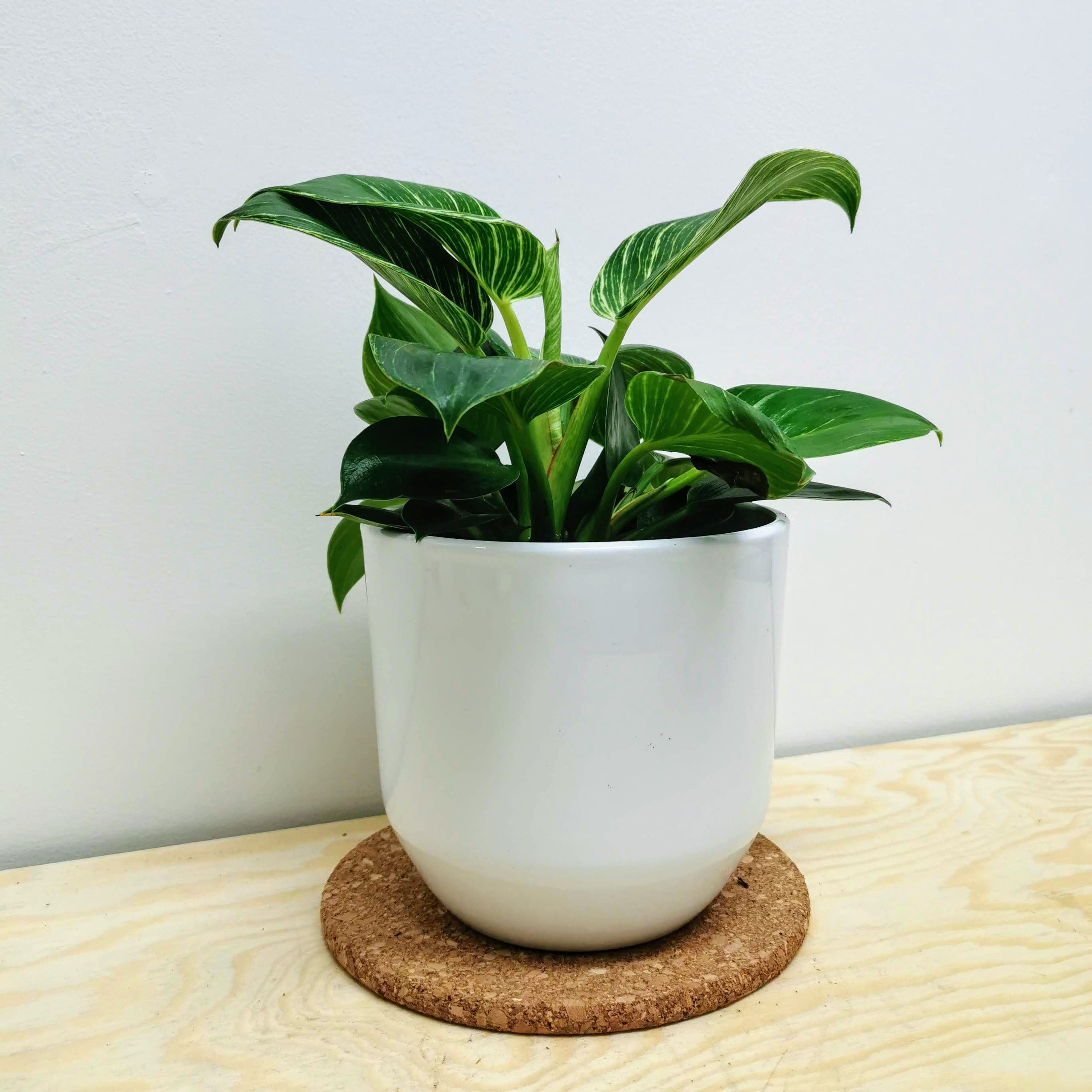 Plant Pot 14cm (White) Glasgow PlantMama