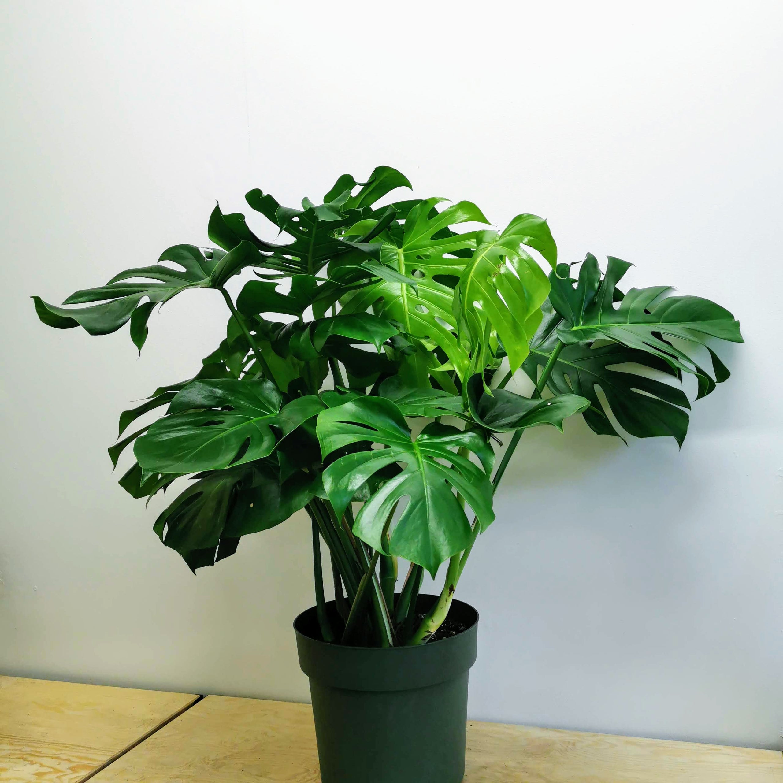 Monstera (XL Statement) Glasgow PlantMama