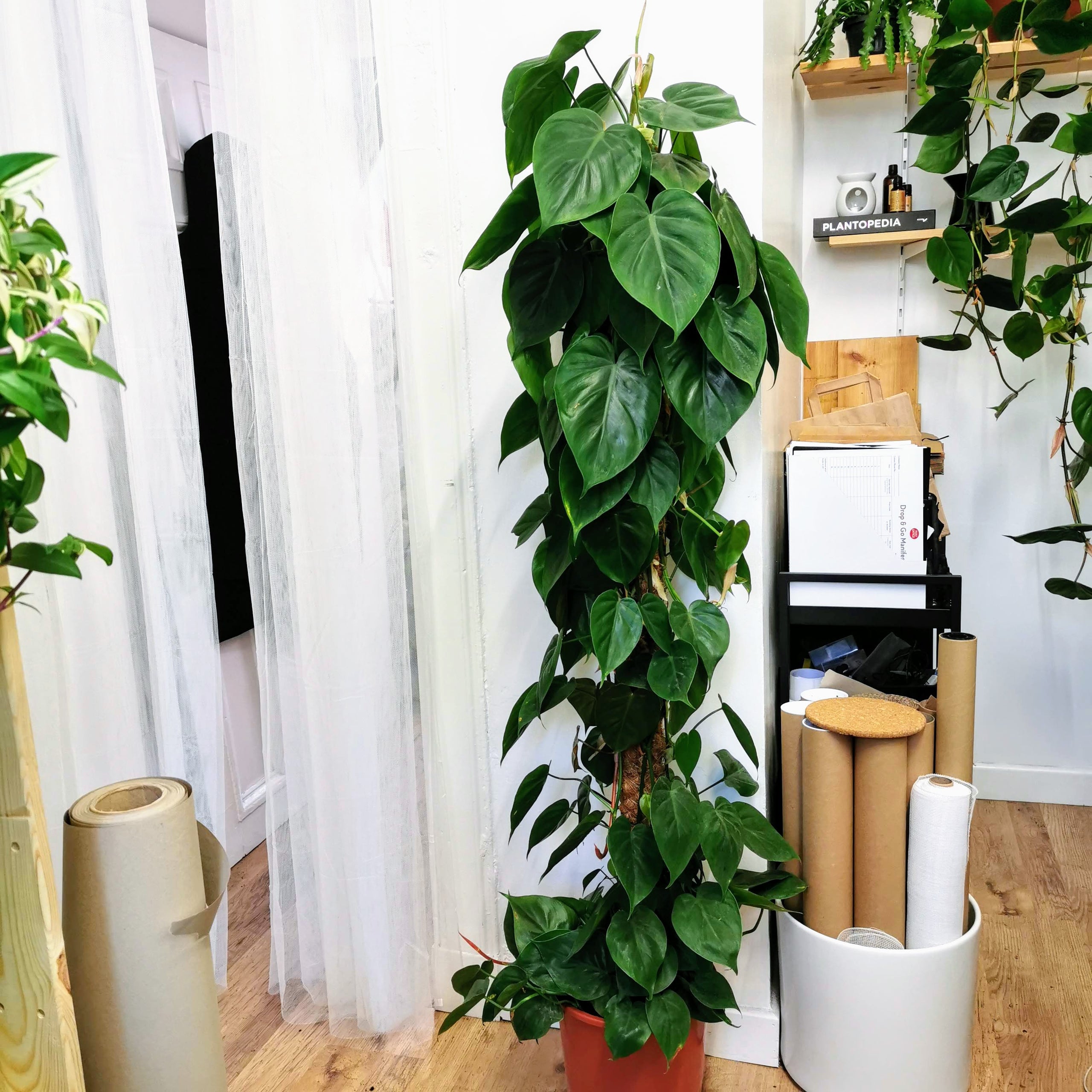 Climbing Sweetheart Philodendron (Statement) Glasgow PlantMama