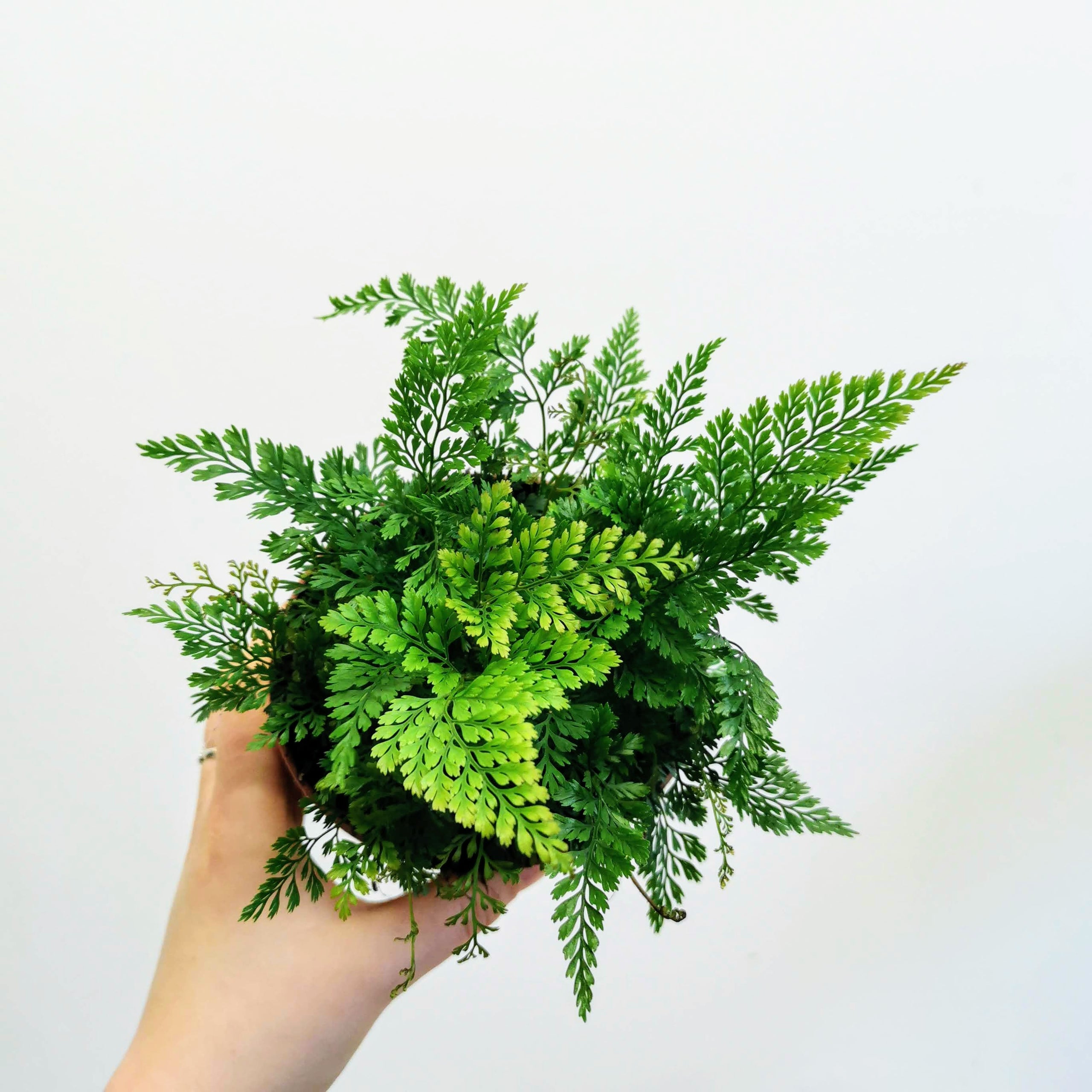 Rabbits Foot Fern | Glasgow PlantMama