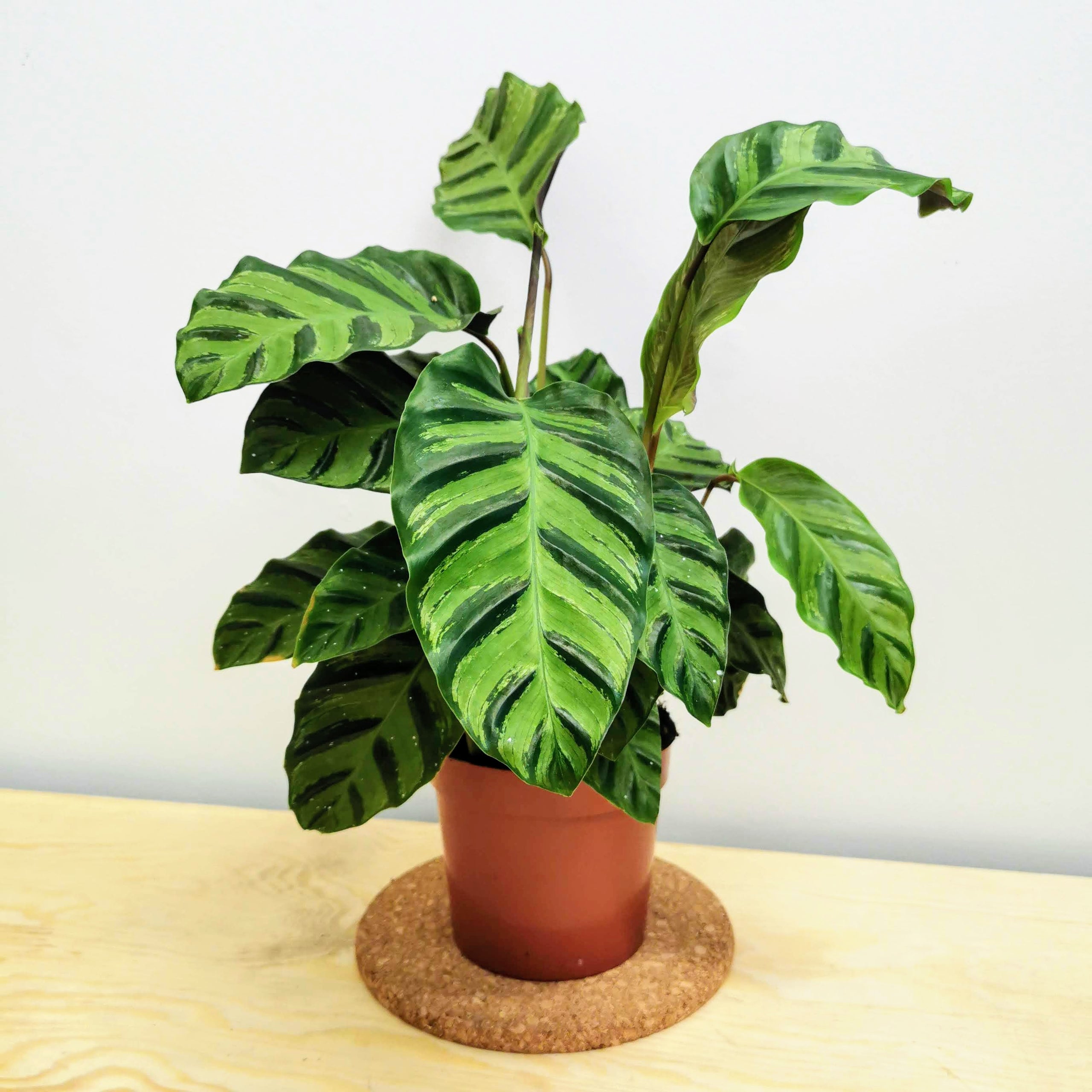 Calathea Albertii Glasgow PlantMama