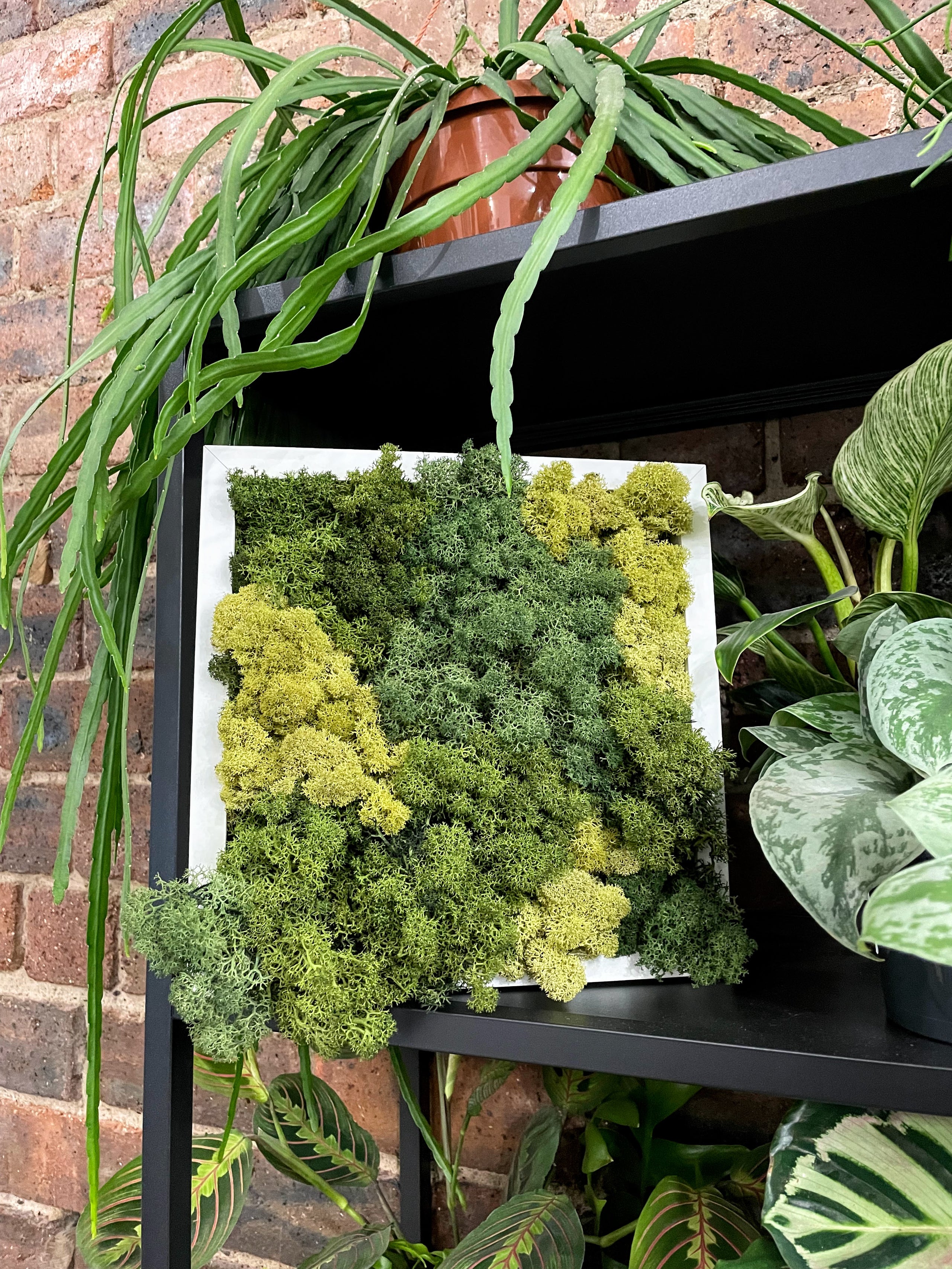 Moss Frame Voucher Glasgow PlantMama