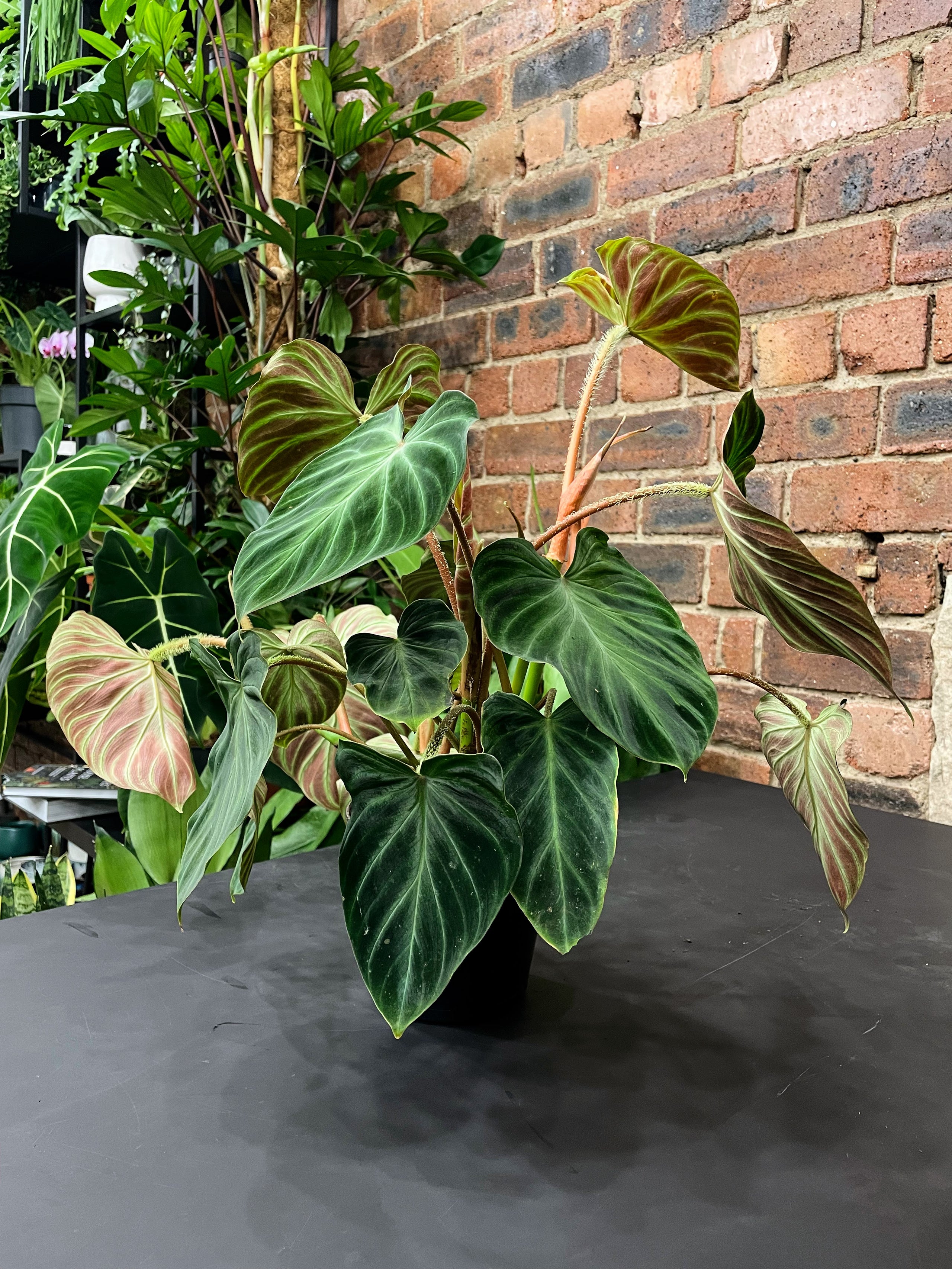 Philodendron Verrucosum Glasgow Plantmama