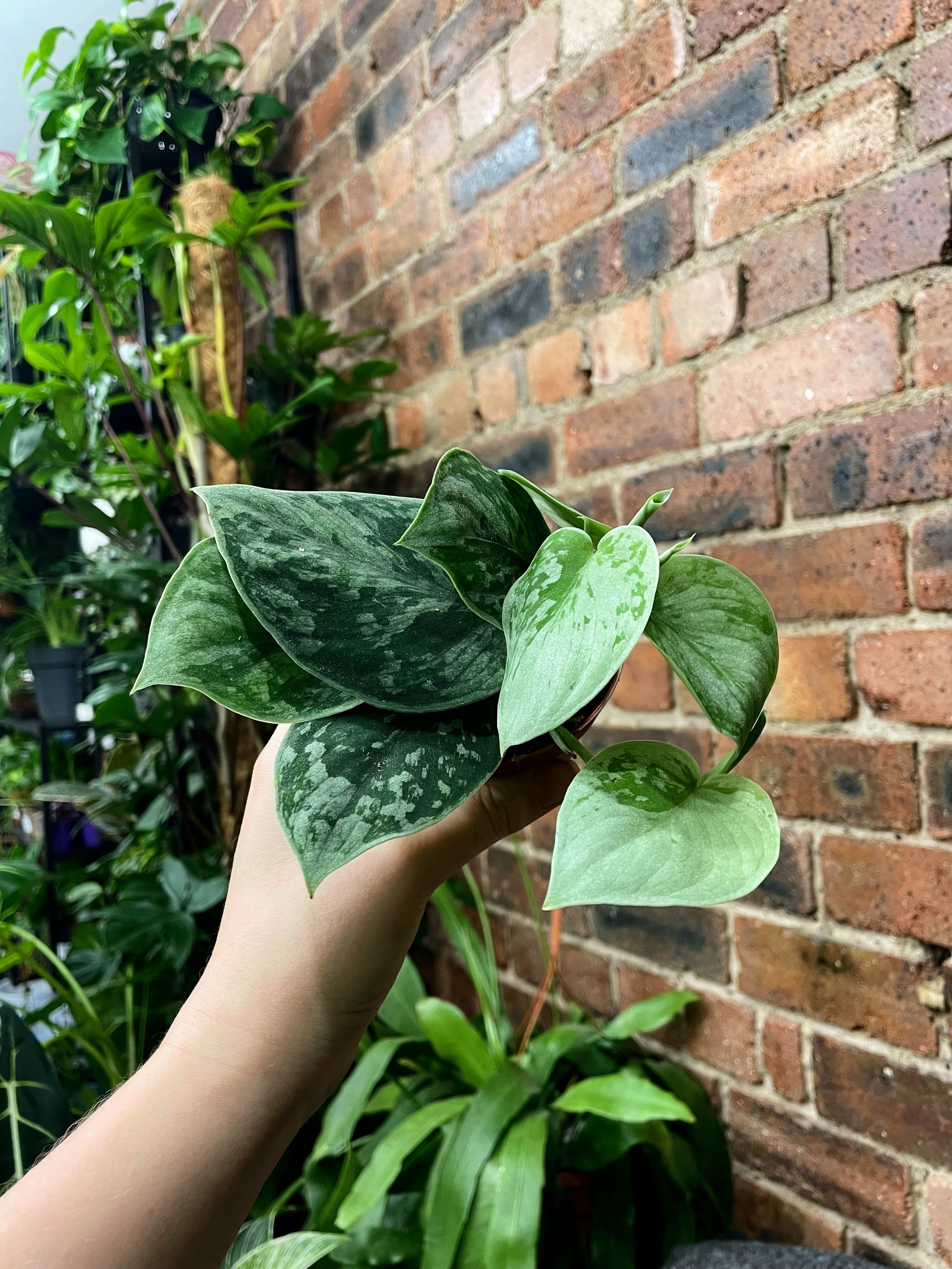Silver Velvet Pothos (Mini) Glasgow PlantMama