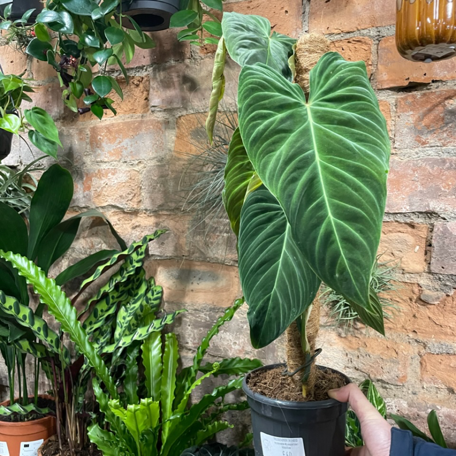 Philodendron Splendid Glasgow PlantMama