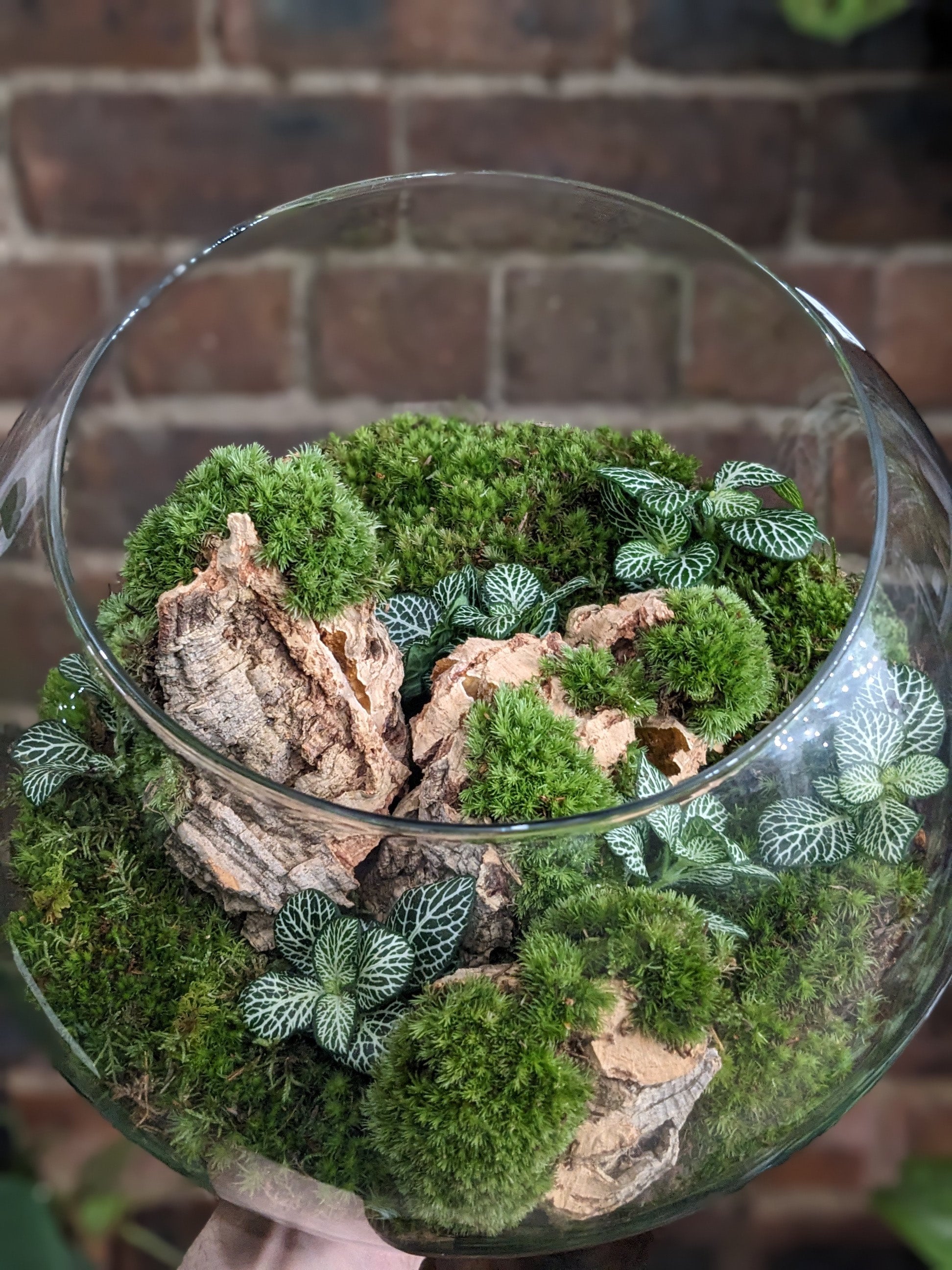 Couples Terrarium Voucher Glasgow PlantMama