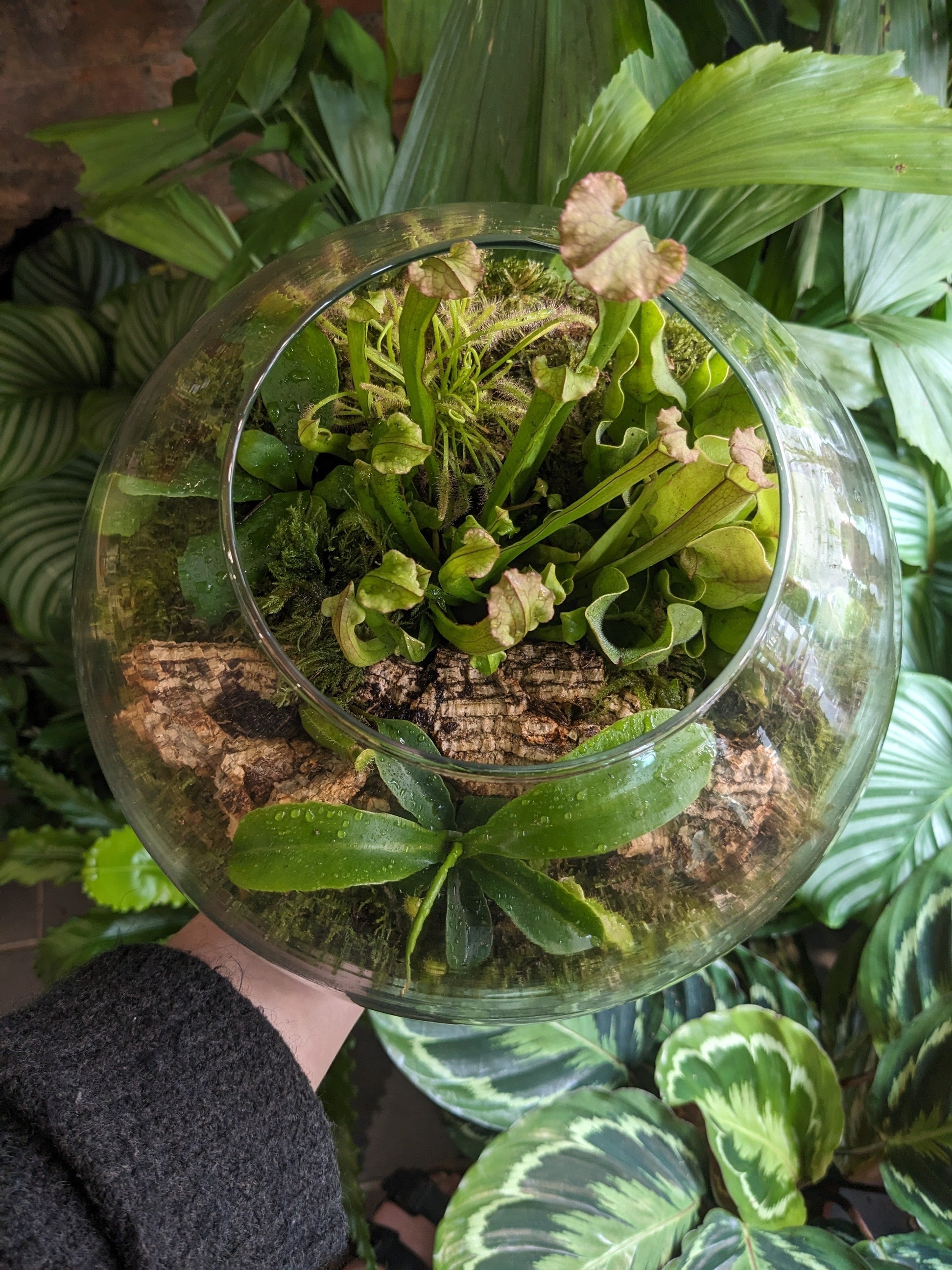 Carnivorous Terrarium Glasgow PlantMama